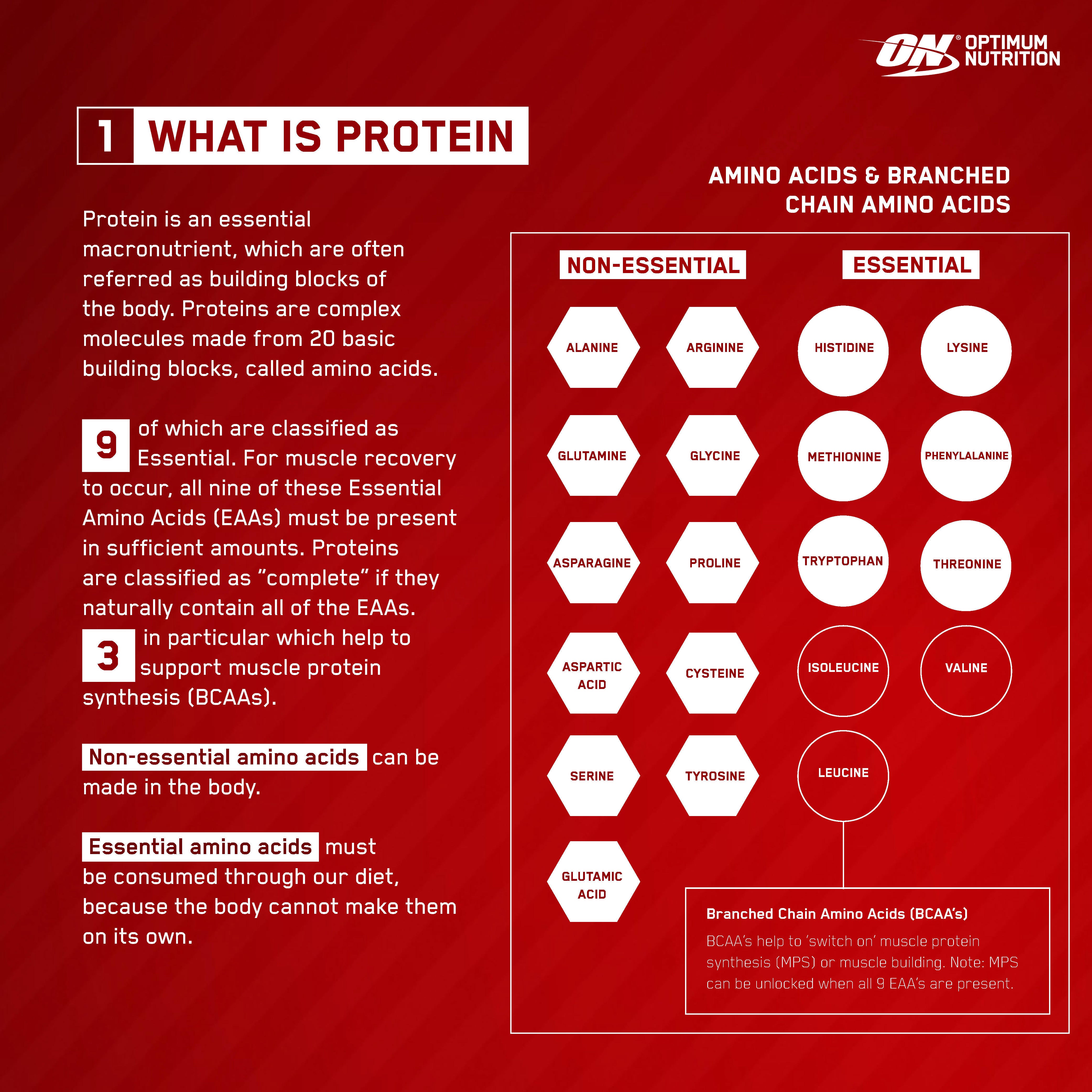 Optimum Nutrition informational graphic on protein, featuring amino acids and their classification as essential or non-essential