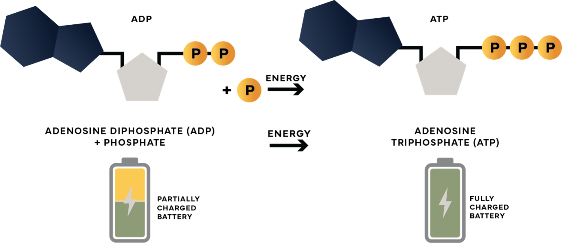 Diagram illustrating ATP to ADP energy conversion process with battery icons showing energy levels