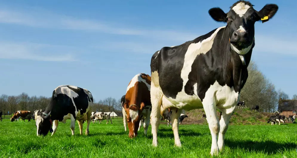 Animal Proteins Versus Plant Proteins