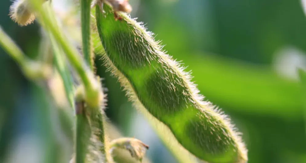 Soy Versus Beef For Protein