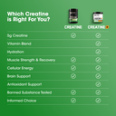 A green informational graphic titled 'Which Creatine is Right For You?' comparing two supplement jars labeled CREATIVE 5g Creatine and CREATIVE+ Creatine, with a checklist of benefits such as 5g Creatine, Vitamin Blend, Hydration, Muscle Strength & Recovery, Cellular Energy, Brain Support, Antioxidant Support, Banned Substance Tested, and Informed Choice.