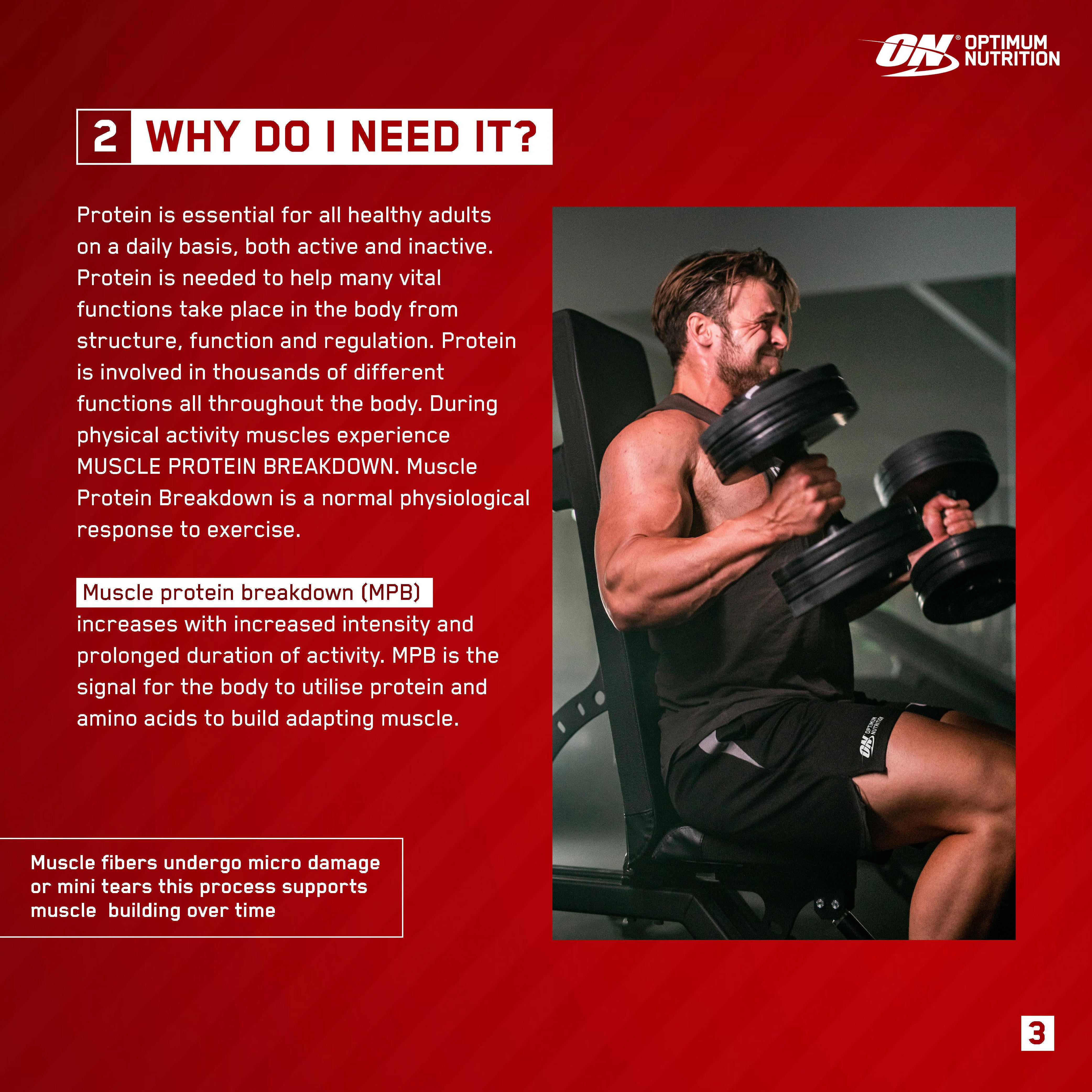 Man lifting dumbbells with text explaining muscle protein breakdown and benefits of protein intake for muscle recovery and growth