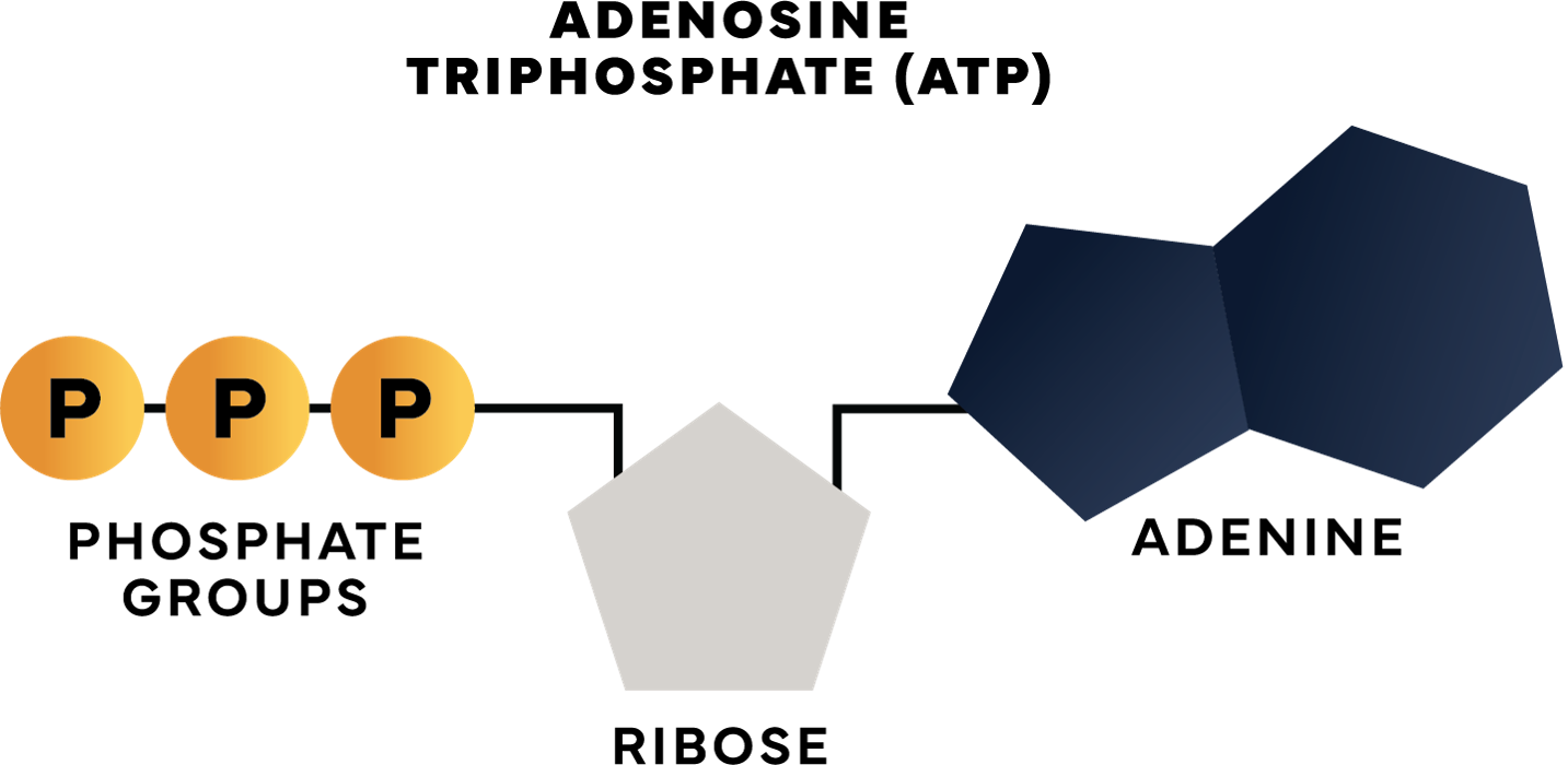Molecular structure diagram showing ATP and its components, including phosphate groups and adenine